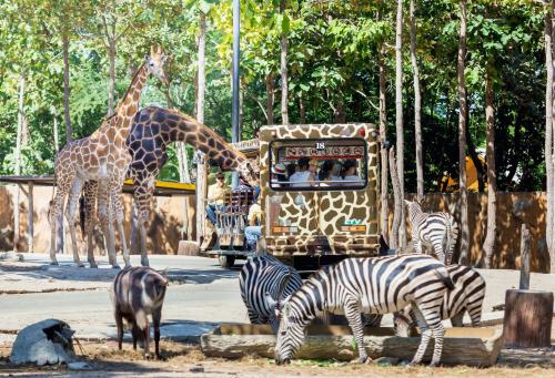 เชียงใหม่ไนท์ซาฟารี Chiang Mai Night Safari